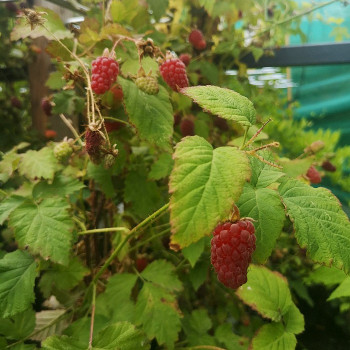 Rubus 'Tay(berry)'  Cont. 