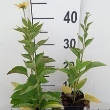 Rudbeckia subtomentosa  Pot 9 