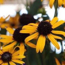 Rudbeckia fulg. 'Little Goldstar'  Pot 9 
