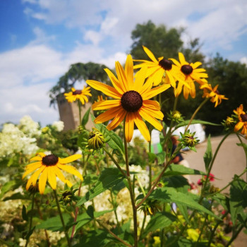 Rudbeckia fulg. 'Goldsturm'  Pot 9 