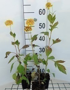 Rudbeckia lac. 'Goldquelle'  Pot 9 