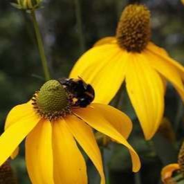 Rudbeckia nitida 'Herbstsonne'  Pot 9 