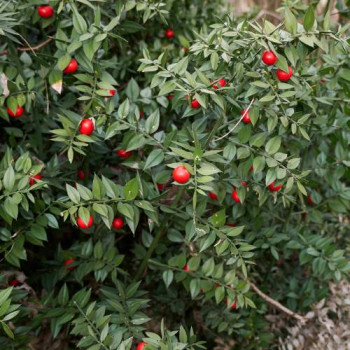 Ruscus aculeatus 0.20 à 0.30 m Cont. 