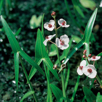 Sagittaria sagittifolia  Pot 9 Aquatique 