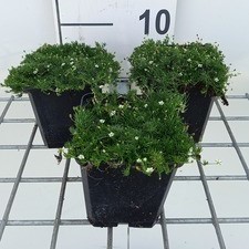 Sagina subulata 'Senior'  Pot 9 