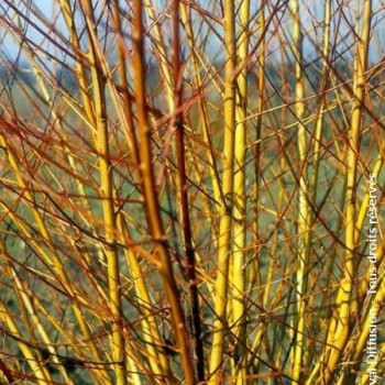 Salix alba 'Chermesina' (='britzensis') Tige 16/18 Motte grillagée 