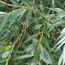 Salix alba 'Liempde' Tige 14/16 Motte grillagée 