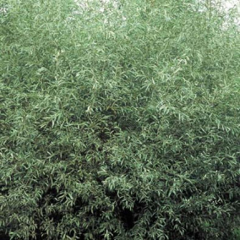 Salix alba 'Sericea' (= 'argentea') Tige 14/16 Cont. 