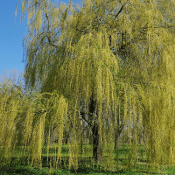 Salix babylonica ( pendula) Tige 8/10 Cont. 
