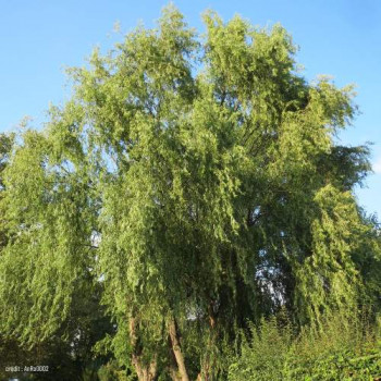 Salix bab. 'Tortuosa' 1 à 1.25 m CT 12 litres 