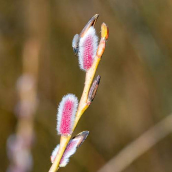 Salix grac. 'Mount Aso' 0.80 à 1 m CT 12 litres 