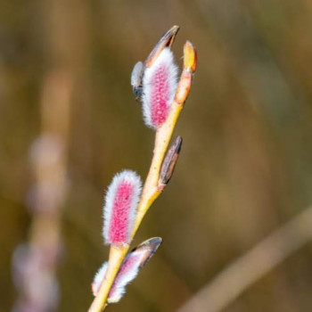 Salix grac. 'Mount Aso' Tige 110 cm Cont. 