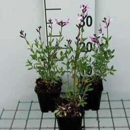 Salvia greggii 'Joy'  Pot 9 