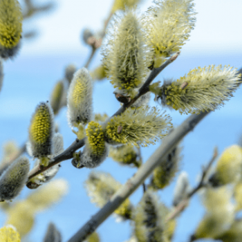 Salix aurita 0.60 à 0.80 m CT 2 litres 