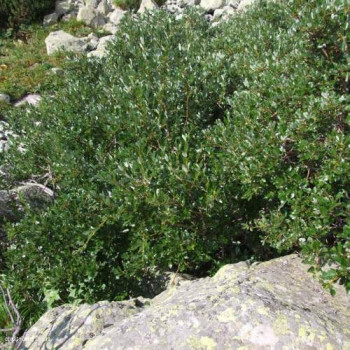 Salix helvetica 0.25 à 0.30 m Cont. 