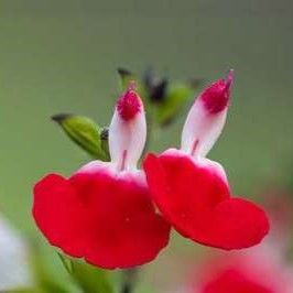 Salvia micr. 'Hot Lips'  CT 2 litres 