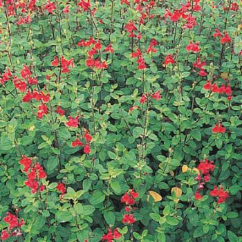 Salvia microphylla (=grahamii)  Pot 9 