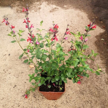 Salvia micr. 'Royal Bumble'  CT 3 litres 