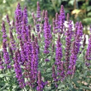 Salvia nem. 'Blaukönigin' (= 'blue queen')  Pot 9 