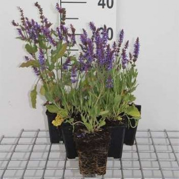 Salvia nem. 'Blauhügel' (= 'bluehill')  Pot 9 