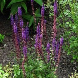 Salvia nem. 'Caradonna'  Pot 9 