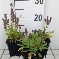 Salvia nem. 'Marcus'®  Pot 9 
