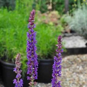 Salvia nem. 'Ostfriesland'  CT 2 litres 