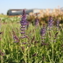 Salvia nem. 'Mainacht' (= 'maynight')  Pot 9 