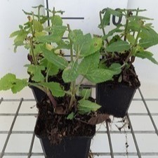 Salvia nemorosa 'Rose Marvel'  Pot 9 
