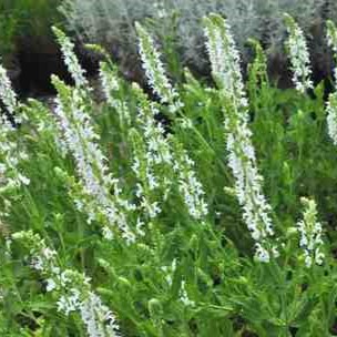 Salvia nem. 'Schneehügel' (= 'snowhill')  Pot 9 
