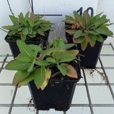 Salvia nem. 'Sensation deep Blue'  Pot 9 