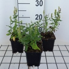 Salvia nem. 'Sensation White'  Pot 9 