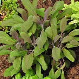 Salvia off. 'Purpurascens'  Pot 9 