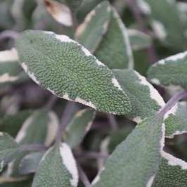Salvia off. 'Tricolor'  Pot 9 