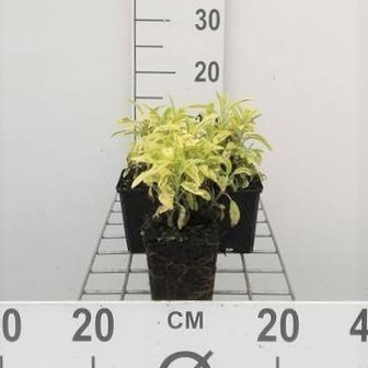 Salvia off. 'Icterina' = 'aurea'  Pot 9 