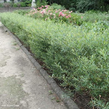Salix purp. 'Nana' (= 'gracilis') 0.30 à 0.40 m Cont. 