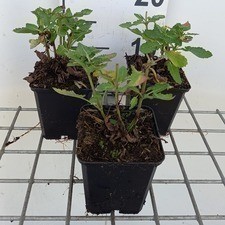 Salvia sylv. 'Balsalarv' ('blue marvel')  Pot 9 