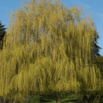 Salix sepulcr. 'Chrysocoma' ('tristis') Tige 10/12 Cont. 