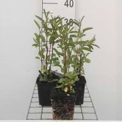Salvia uliginosa 'African Skies'  Pot 9 
