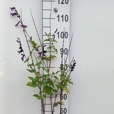 Salvia 'Amistadt'®  Pot 9 