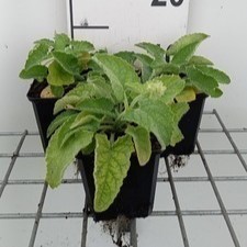 Salvia vert. 'Alba'  Pot 9 