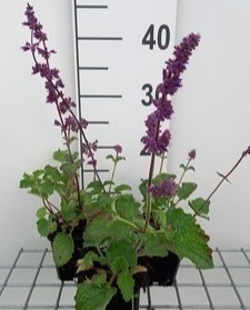 Salvia vert. 'Purple Rain'  Pot 9 
