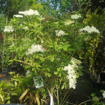 Sambucus nigra 0.50 à 0.60 m Cont. 