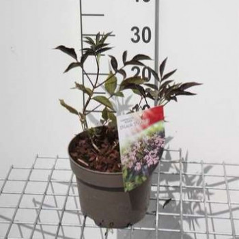 Sambucus nigra 'Black Beauty'® (= 'gerda'®) 0.30 à 0.40 m CT 