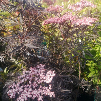 Sambucus nigra 'Black Lace'® (= 'eva'®) 0.30 à 0.40 m Cont. 