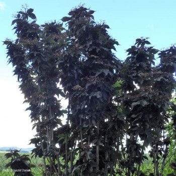 Sambucus nigra 'Black Tower'® ('eiffel01') 0.30 à 0.40 m CT 