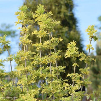 Sambucus nigra 'Golden Tower'® 0.80 à 1 m CT 12 litres 