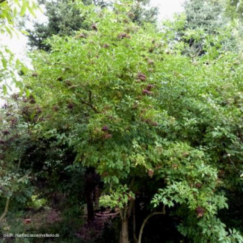 Sambucus nigra 'Haschberg' 0.50 à 0.60 m CT 2 litres 