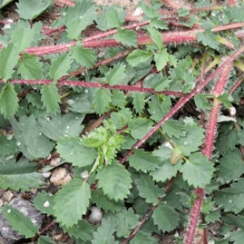 Sanguisorba minor  Pot 9 