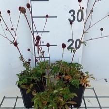 Sanguisorba officinalis  Pot 9 